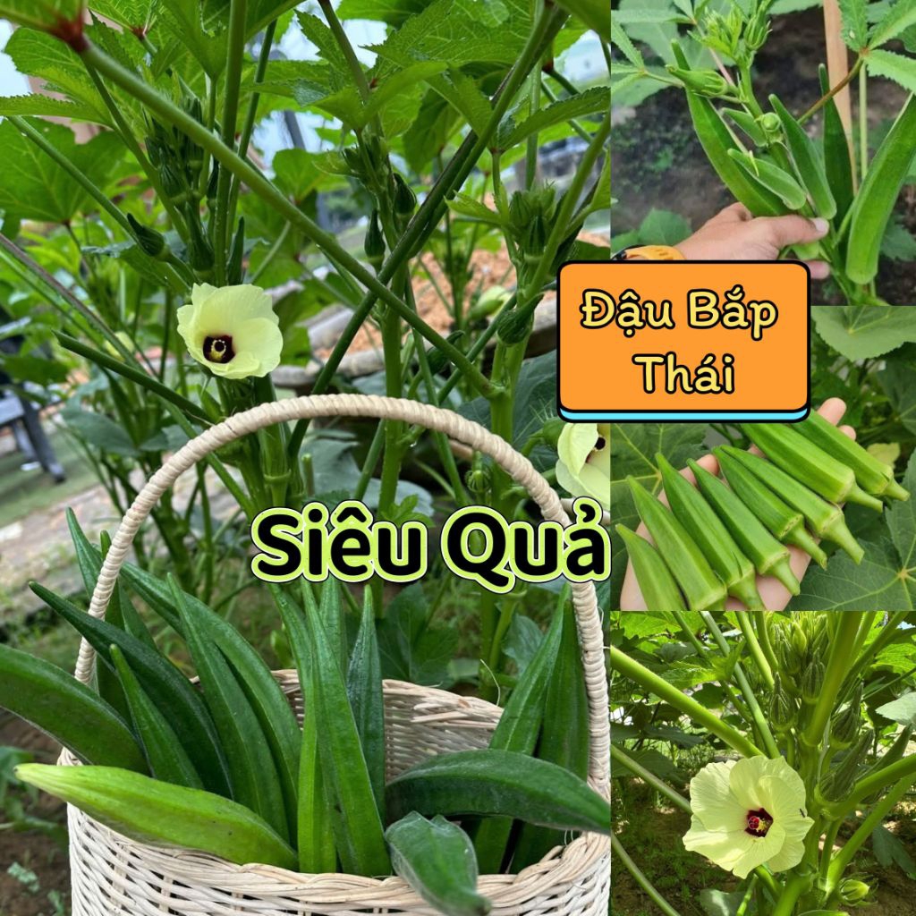 10gam hạt giống đậu bắp Thái Lan 💯Siêu Trái 💯 năng suất cao