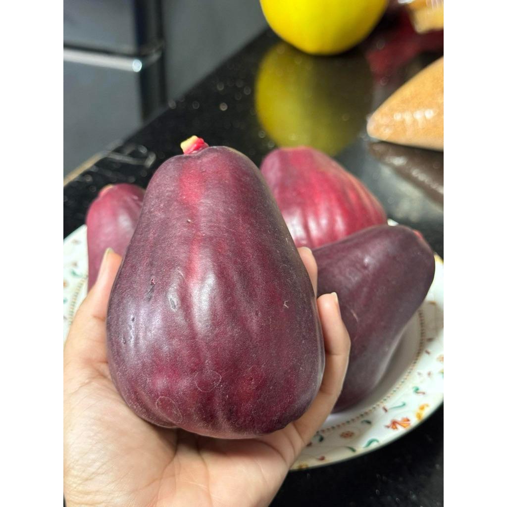 CÂY ĐIỀU THÁI ĐỎ – GIỐNG TRÁI TO, NGỌT GIÒN, RẤT DỄ TRỒNG.