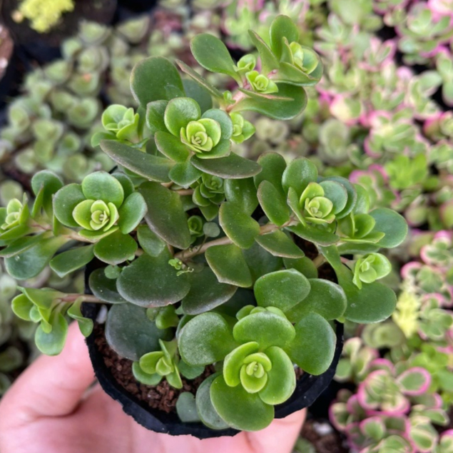 sedum vảy cá chép size 5cm LINHDAN GARDEN. Lỗi 1 đổi 1!