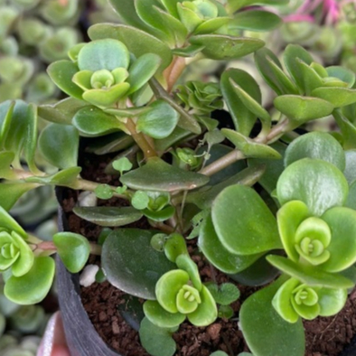 sedum vảy cá chép size 5cm LINHDAN GARDEN. Lỗi 1 đổi 1!
