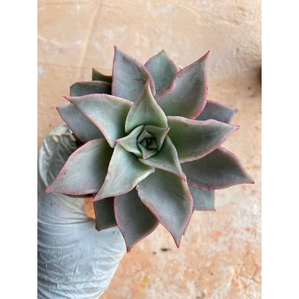 Sen đá madiba size bầu 5-7cm, lỗi 1 đổi 1.