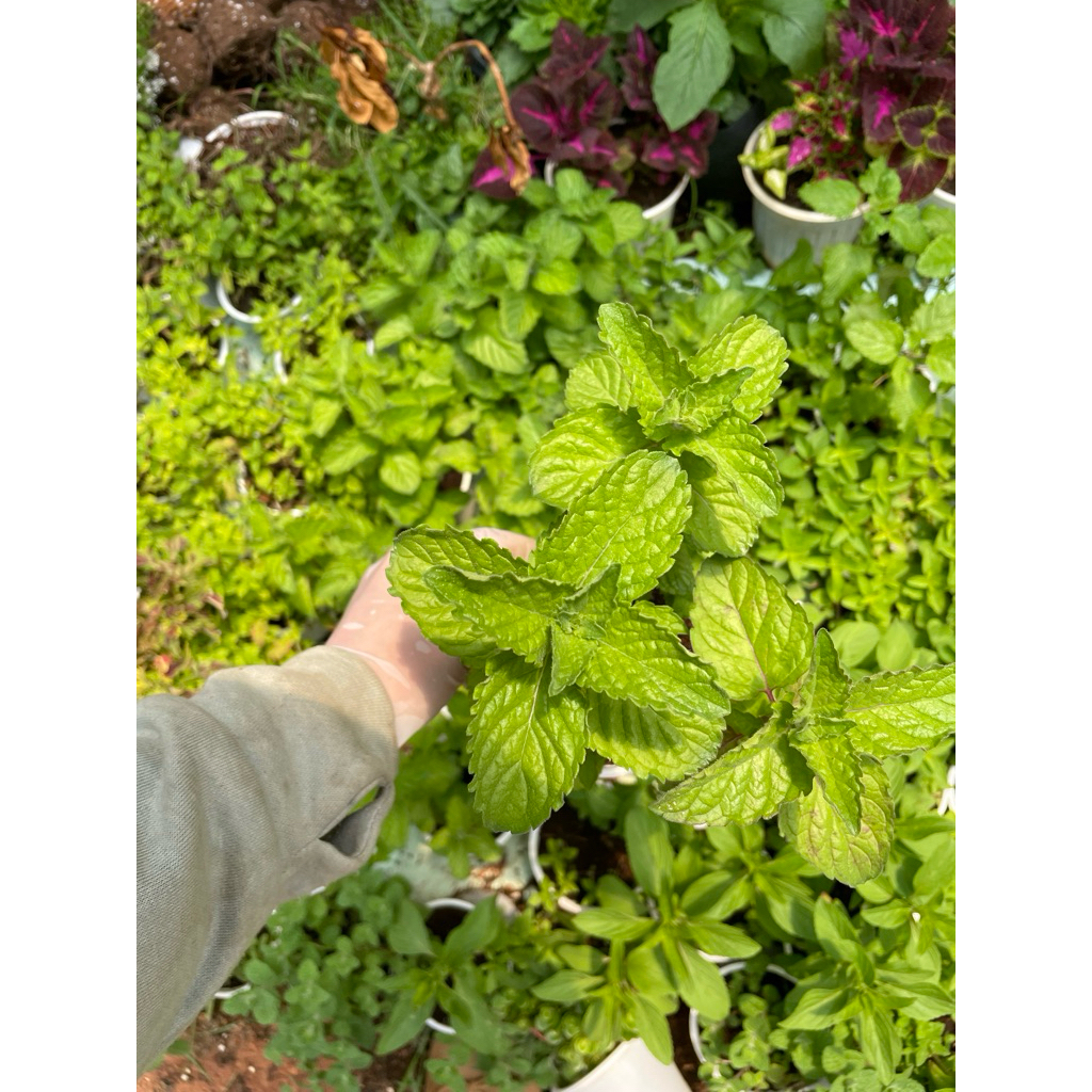 Cây Bạc Hà Bưởi (Grapefruit Mint) 15cm dùng pha chế, nấu ăn...