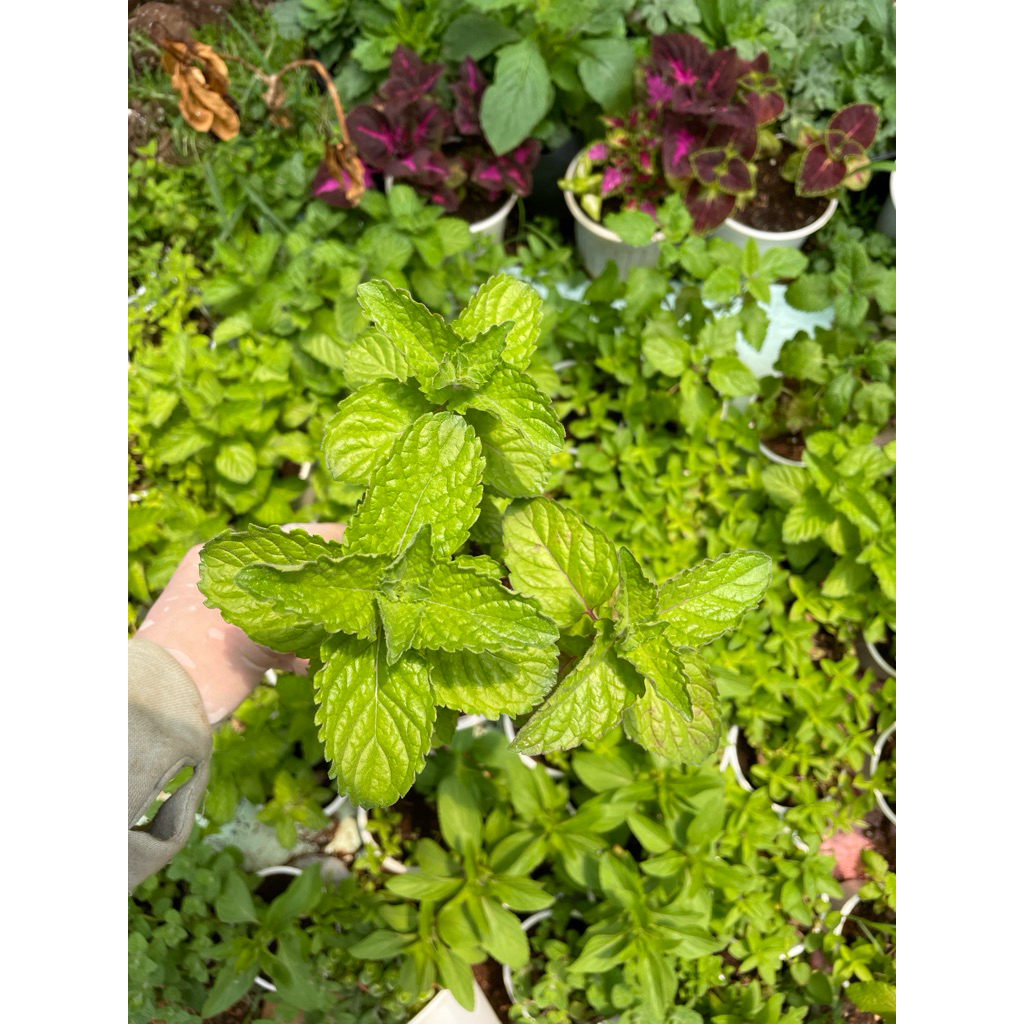 Cây Bạc Hà Bưởi (Grapefruit Mint) 15cm dùng pha chế, nấu ăn...