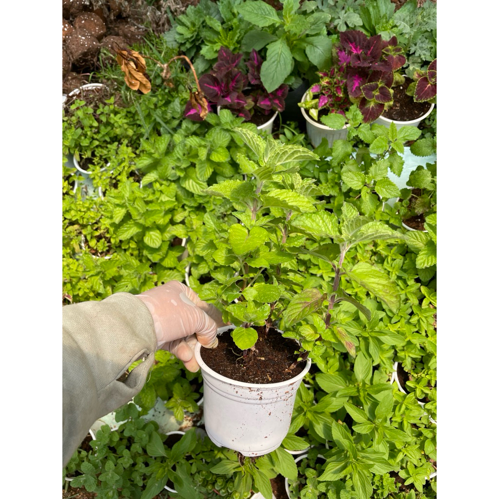 Cây Bạc Hà Bưởi (Grapefruit Mint) 15cm dùng pha chế, nấu ăn...