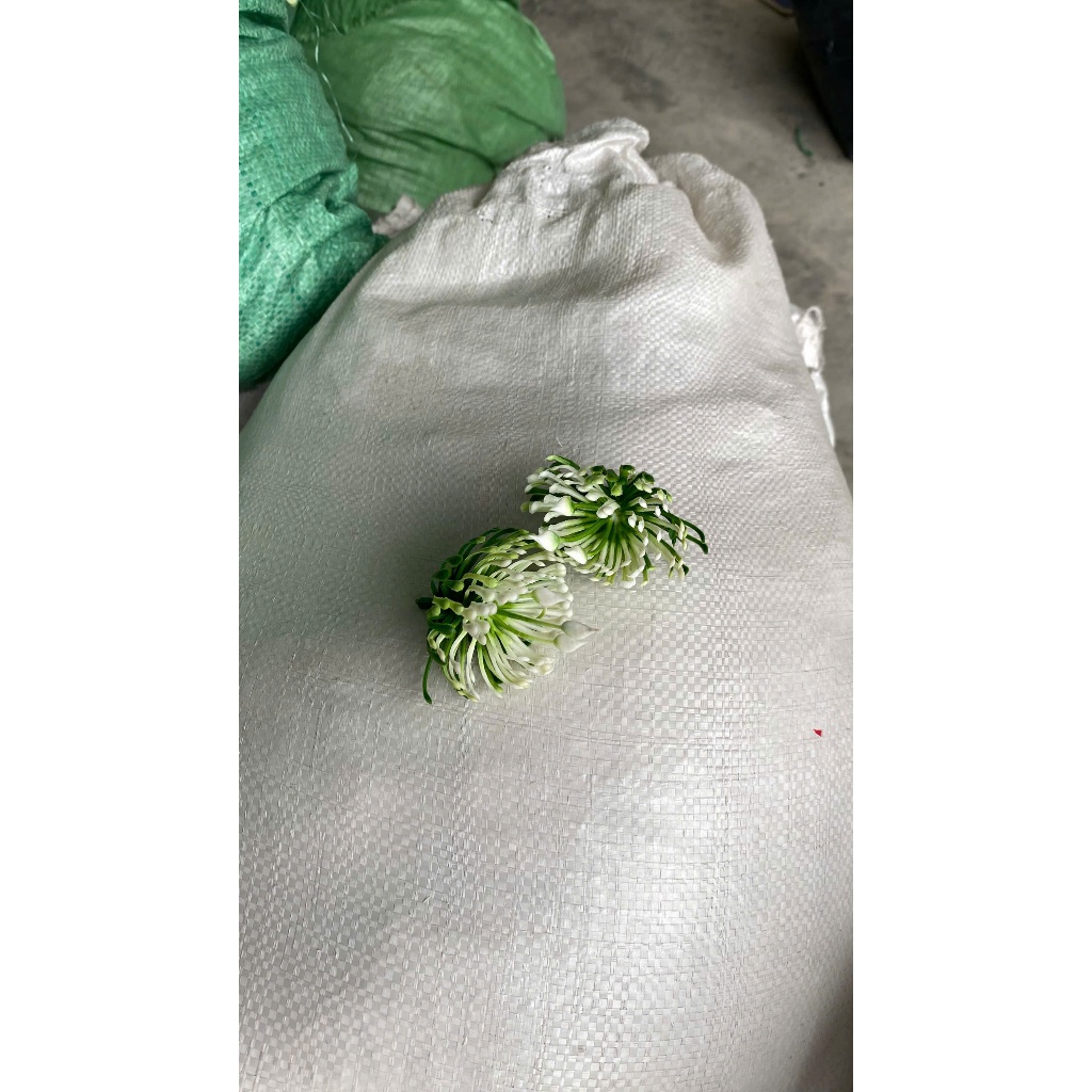 Combo 100g Cỏ Điểm Cỏ Thông Đã Nhặt Sạch Điểm Hoa Sáp Hoa Lụa, Oản Siêu Nhiều Tiết Kiệm DUHA 150