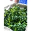 Combo 1kg Cỏ Điểm Cỏ Tuyết, Cỏ Móc – Sen Đá, Họa Mi, Linh Lan, Cỏ Bi, Cỏ Tuyết, Tai Chuột DUHA 152