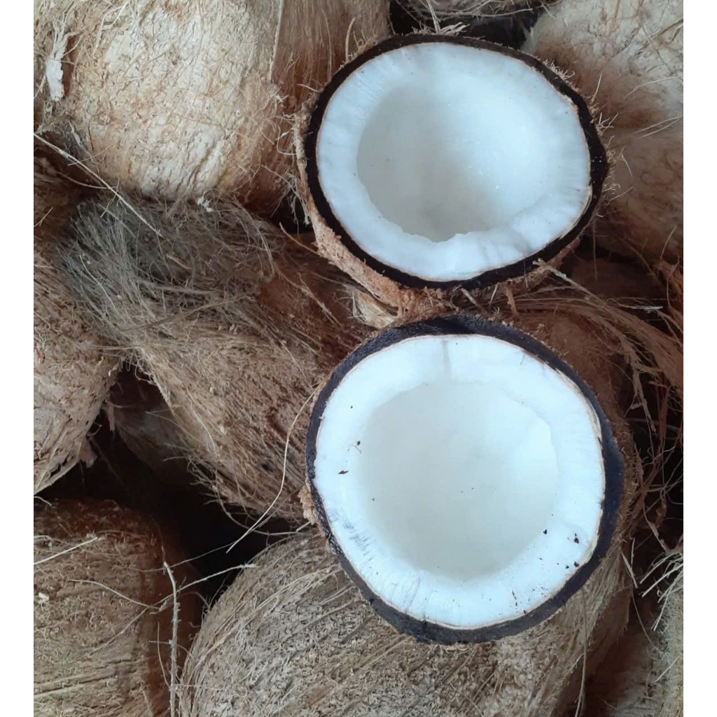 Combo 5 trái Dừa Khô Nhà Trồng