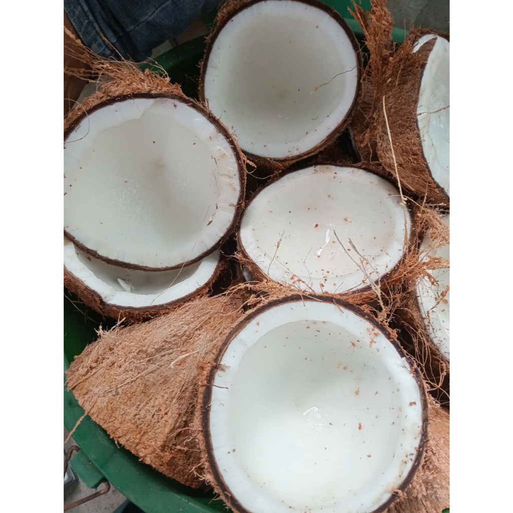 Combo 5 trái Dừa Khô Nhà Trồng