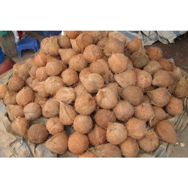 Combo 5 trái Dừa Khô Nhà Trồng