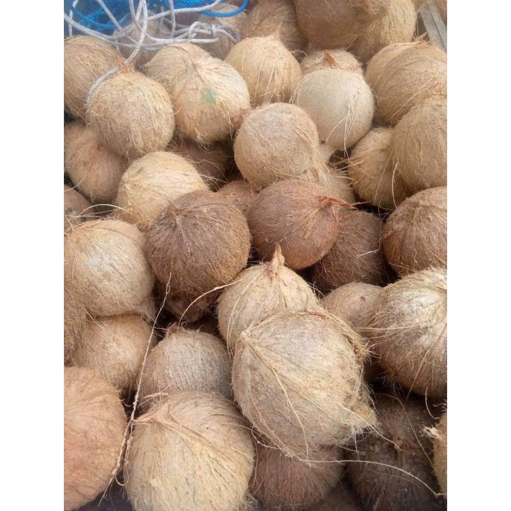 Combo 5 trái Dừa Khô Nhà Trồng