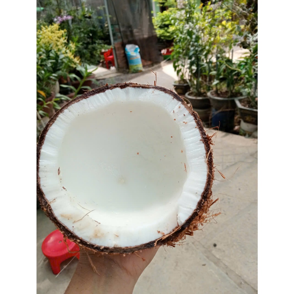 Combo 5 trái Dừa Khô Nhà Trồng