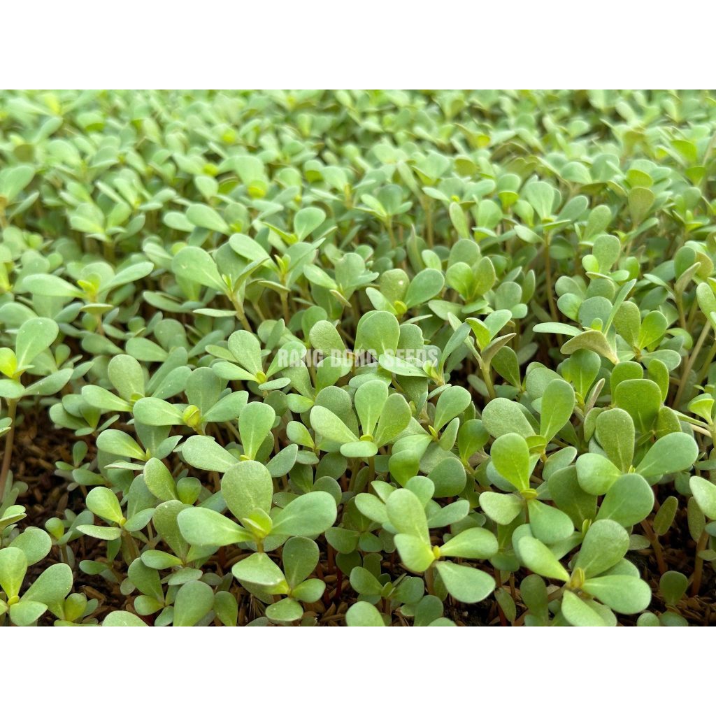 Sản phẩm Tr.ừ Nấ.m B.ệnh Cho Cây Trồng ANTRACOL 70wp Gói 100gr
