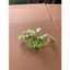 100g Cỏ Điểm Baby Cỏ Bi Lá Hồng Lá Táo Hoa Giả Nhựa Làm Hoa Trang Trí Handmade DUHA 141