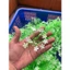 100g Cỏ Điểm Baby Cỏ Bi Lá Hồng Lá Táo Hoa Giả Nhựa Làm Hoa Trang Trí Handmade DUHA 141