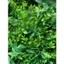 100g Cỏ Điểm Cành Táo Rời/ Cỏ Điểm Rời DUHA 143