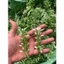 Bịch 100g Cỏ Điểm Hoa Baby - Hoa Nhí - Cỏ Điểm Trang Trí Hộp Quà , Bó Hoa Tươi - Hoa Sáp DUHA 147