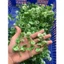 1kg Cỏ Điểm Cành Táo Hoa Trắng, Lá Táo, Lá Thông, Cúc Họa Mi, Giỏ Quả, Bó Hoa, 𝗛𝗲𝗹𝗹𝗼❤️ DUHA 148