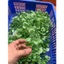 1kg Cỏ Điểm Cành Táo Hoa Trắng Táo Tai Chuột Dùng Trang Trí DUHA 148
