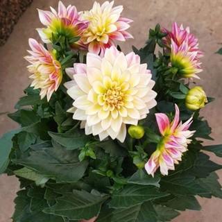 Hạt giống hoa thược dược  nhiều màu  - Dahlia Flower Seeds-100viên
