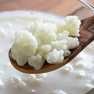 Nấm sữa chua Kefir siêu khỏe