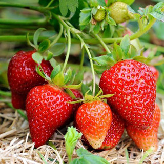 Hạt giống Dâu Tây Quả To-Strawberry Seeds for Planting-1500viên