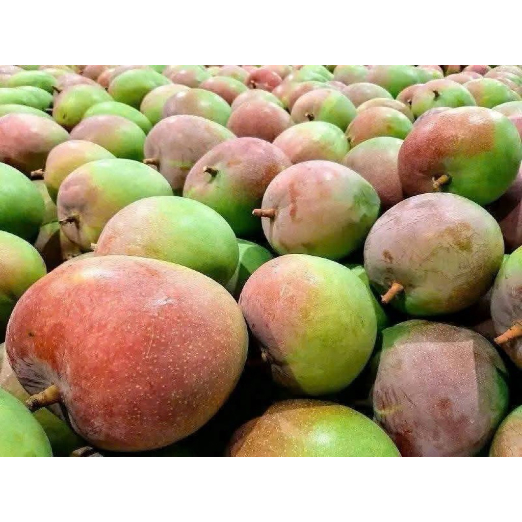 Cây giống xoài úc giống xoài trái to ngọt đậm dễ trồng.