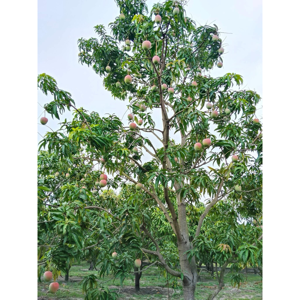 Cây giống xoài úc giống xoài trái to ngọt đậm dễ trồng.