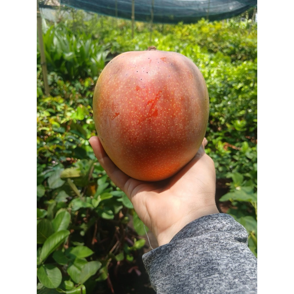 Cây giống xoài úc giống xoài trái to ngọt đậm dễ trồng.