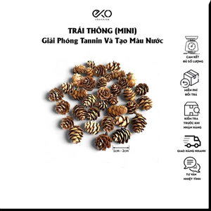 Set 10 Trái Thông Rừng Mini | Phụ Kiện Setup Bể Blackwater, Biotope, Decor