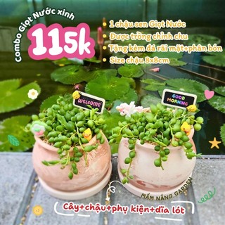 ​✨ Combo Sen Đá Giọt Nước "Rủ Mộng" [Size 8x8cm] - Kèm Chậu Vân Mây, Đĩa Lót & Phụ Kiện - MẦM NẮNG GARDEN ✨
