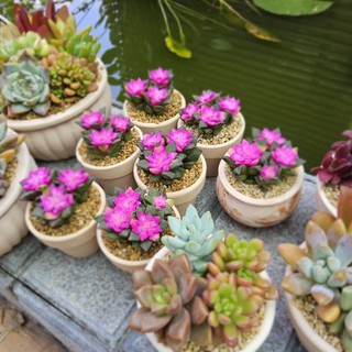 ​💖 SEN ĐÁ HỒNG SAO MINI [SIZE 5CM] KÈM CHẬU ĐẤT NUNG TRẮNG - TRỒNG SẴN, DECOR BÀN HỌC 💖 MẦM NẮNG GARDEN  lỗi 1 đền 1