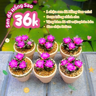 ​✨ Sen Đá Hồng Sao Mini [Size 5x5cm] - Trồng Sẵn Chậu Đất Nung Trắng - Decor Bàn Học Siêu Xinh - MẦM NẮNG GARDEN ✨