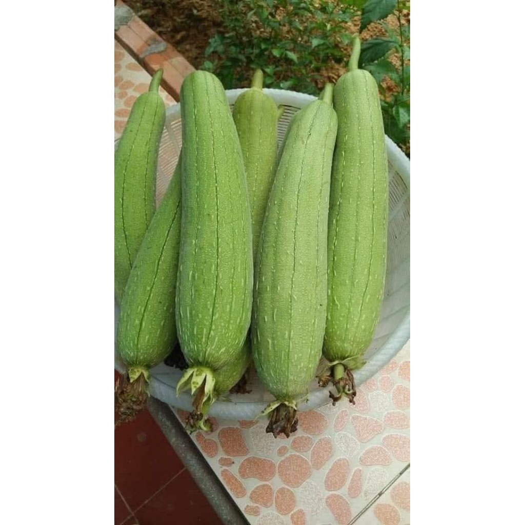 10 hạt giống mướp hương thơm ngày xưa 💚💚Thơm Ngon💚💚 năng suất cao.