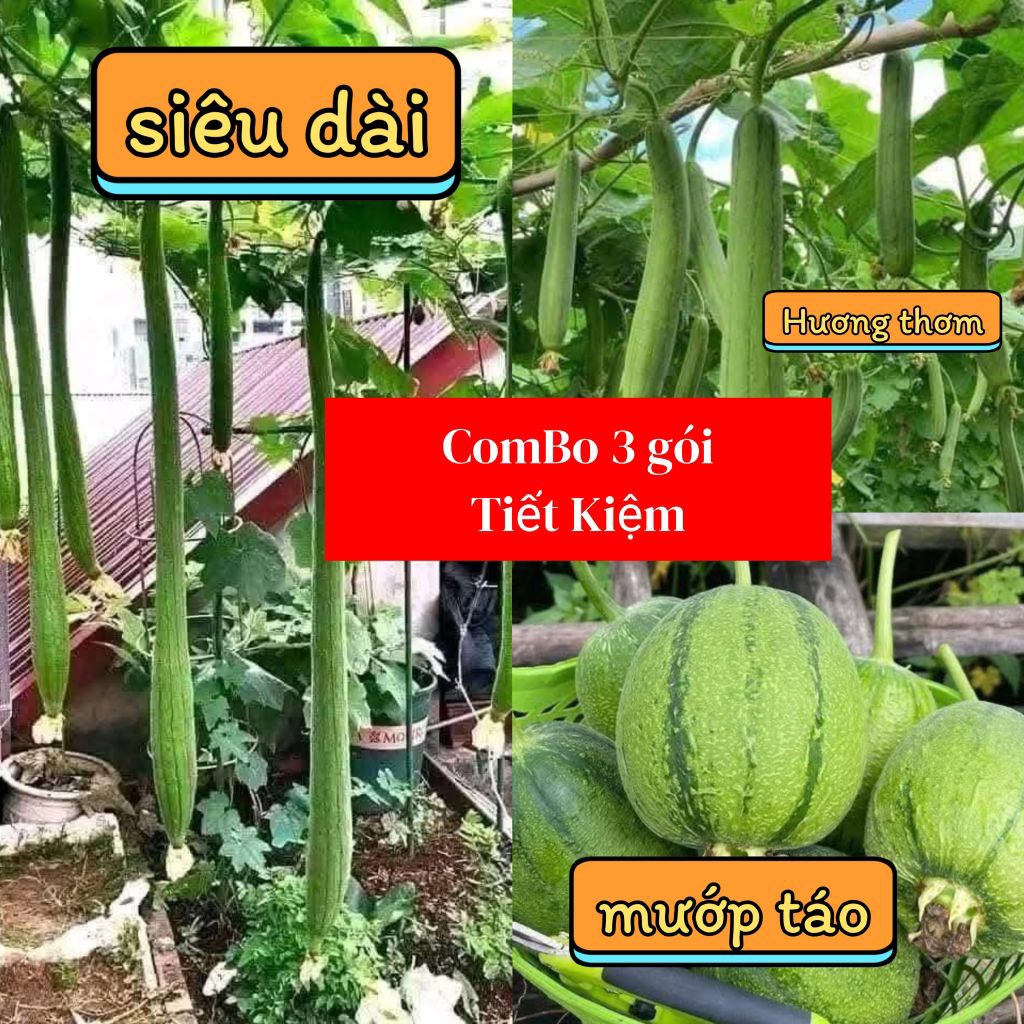 10 hạt giống mướp hương thơm ngày xưa 💚💚Thơm Ngon💚💚 năng suất cao.