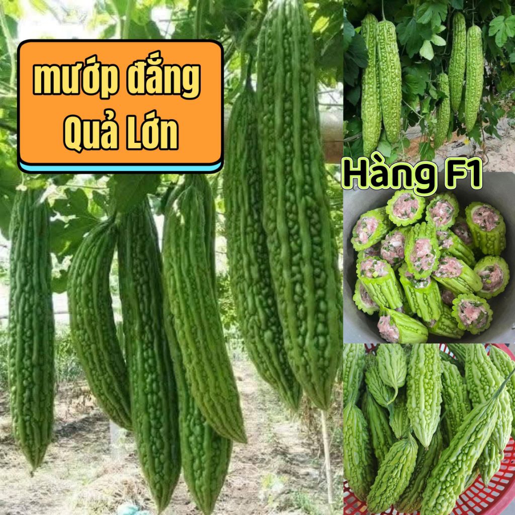 2 Gam Hạt Giống Mướp Đắng Trơn Hàng F1 Siêu Trái, Quả Lớn Chất Lượng Vượt Trội