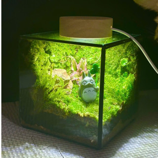 Terrarium set up sẵn " Vườn Bình An " quà tặng sinh nhật ý nghĩa decor bàn học tặng đèn nhỏ