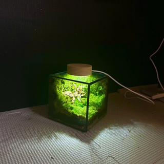 Terrarium set up sẵn " Vườn Bình An " quà tặng sinh nhật ý nghĩa decor bàn học tặng đèn nhỏ