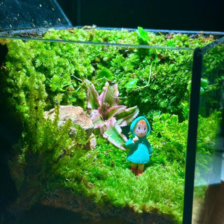 Terrarium set up sẵn " Vườn Bình An " quà tặng sinh nhật ý nghĩa decor bàn học tặng đèn nhỏ