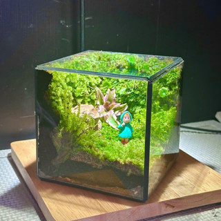 Terrarium set up sẵn " Vườn Bình An " quà tặng sinh nhật ý nghĩa decor bàn học tặng đèn nhỏ