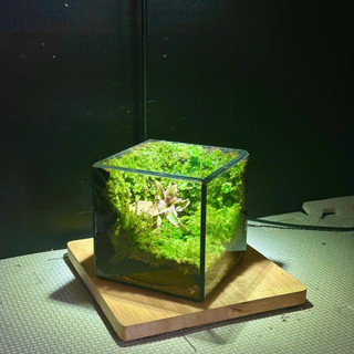 Terrarium set up sẵn " Vườn Bình An " quà tặng sinh nhật ý nghĩa decor bàn học tặng đèn nhỏ