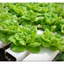 Hạt Giống Xà Lách Búp ( 5gr), Rau Ăn Lá Rạng Đông RADO 45, Hạt Nảy Mầm Nhanh, Mạnh, Date Luôn Mới