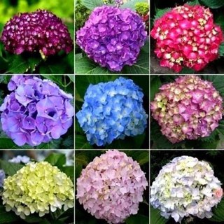 Hạt giống hoa cẩm tú cầu đủ màu-Hydrangea Flower Seeds-10viên