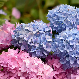 Hạt giống hoa cẩm tú cầu đủ màu-Hydrangea Flower Seeds-10viên