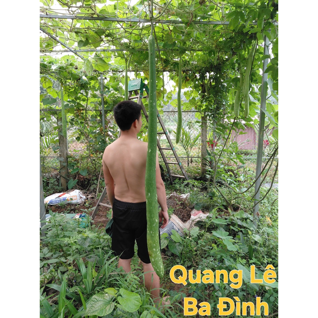 10 Hạt giống hoặc 5 cây mầm bầu xơ dừa bầu sao trái dài 2m đã xử lý kích mầm sẵn KVT
