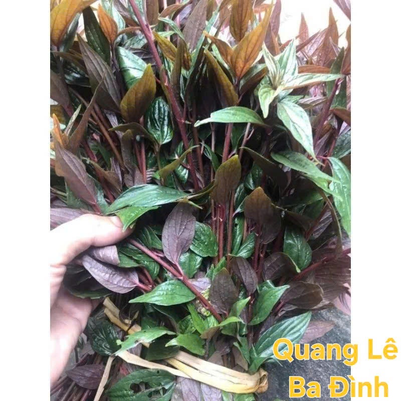 COMBO 3 Cây thuốc dòi thân tím ( cây bọ mắm)-Thần dược cho bệnh phổi KVT