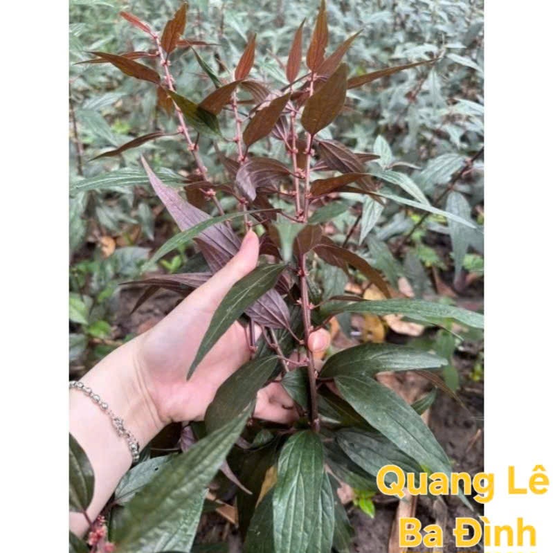 COMBO 3 Cây thuốc dòi thân tím ( cây bọ mắm)-Thần dược cho bệnh phổi KVT