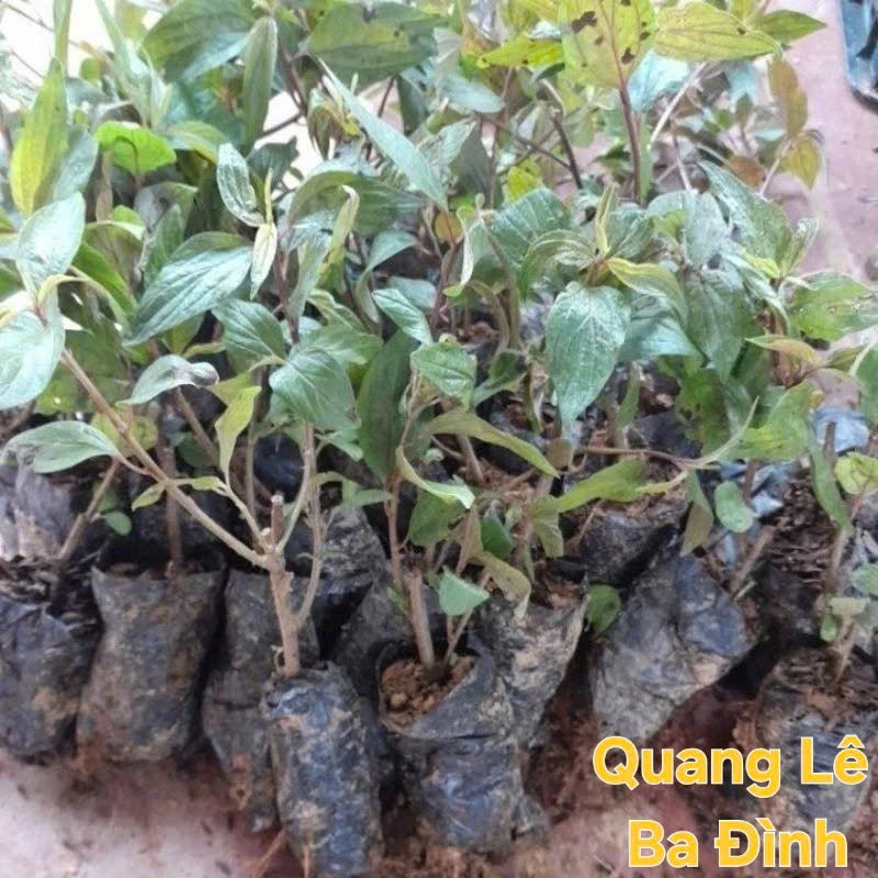 COMBO 3 Cây thuốc dòi thân tím ( cây bọ mắm)-Thần dược cho bệnh phổi KVT