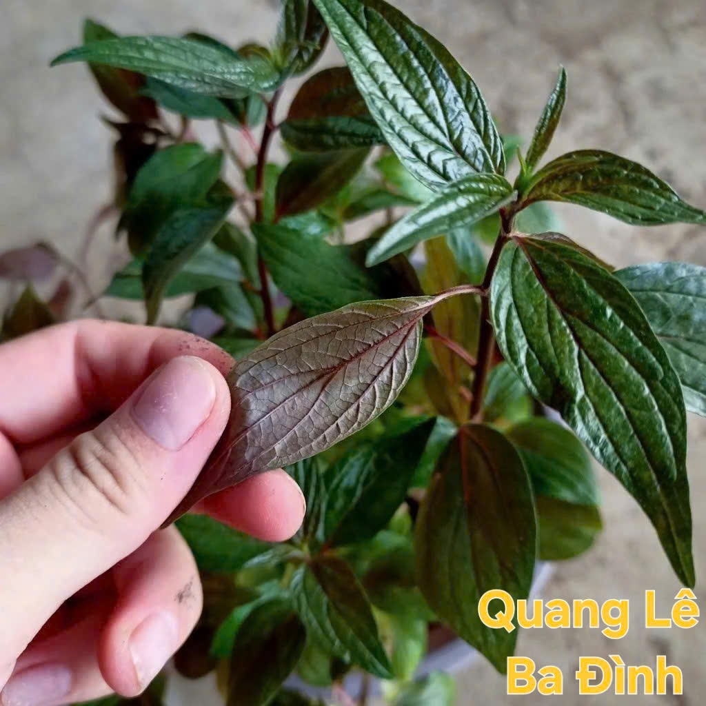 COMBO 3 Cây thuốc dòi thân tím ( cây bọ mắm)-Thần dược cho bệnh phổi KVT