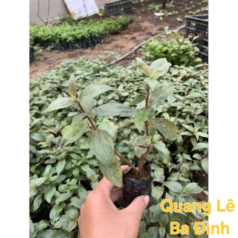 COMBO 3 Cây thuốc dòi thân tím ( cây bọ mắm)-Thần dược cho bệnh phổi KVT
