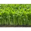 Hạt Giống Rau Muống Lá Lớn ( gói 100gr), Rau Ăn Lá Rạng Đông Rado 13, Hạt Nảy Mầm Nhanh, Mạnh, Date Mới Nhất